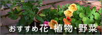おすすめの花・植物・野菜