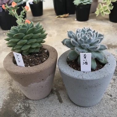 園芸 植木市 株式会社トリム リサイクル事業本部