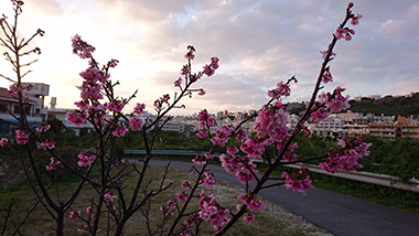 寒緋桜 カンヒザクラ 緋寒桜 ヒカンザクラ 株式会社トリム リサイクル事業部 ガラスびんの再資源化