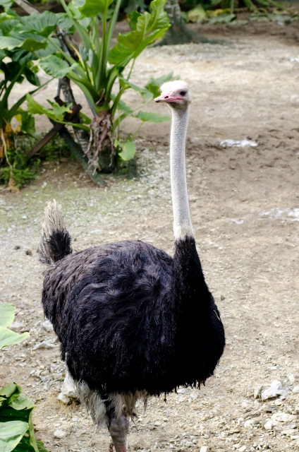 の 抗体 飴 ダチョウ